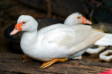 A big white duck is on the farm.