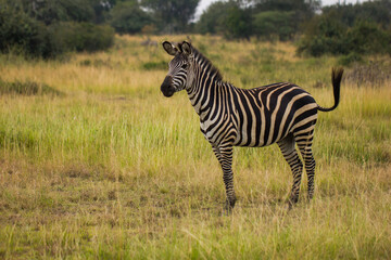 Fototapeta premium Close up shot of wild Zebra on the plains of Africa in a Safari