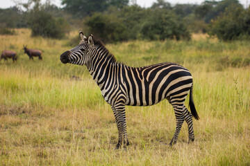 Close up shot of wild Zebra on the plains of Africa in a Safari