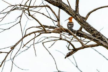 An hoopoe bird perched on a dry branch.