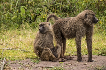 Naklejka na ściany i meble A close up shot of two monkeys on the ground in Africa