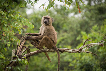 A close up shot of a monkey on a tree branch in Africa on a Safari
