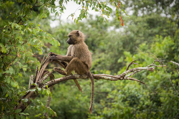 A close up shot of a monkey on a tree branch in Africa on a Safari