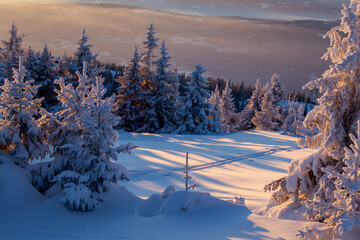 Ski trail crosses valley among snow-covered fir trees at sunset at ski resort.