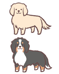 ゴールデンレトリバーとバーニーズマウンテンドッグのセット