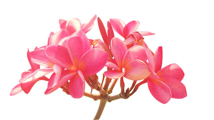 pink dahlia flowers on a white background