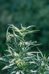 cannabis indica foliage . close up . Medical Marijuana grown plants.