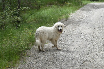 chien des Pyr&eacute;n&eacute;es