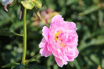 Bight Peony, Fort Edmonton Park, Edmonton, Alberta