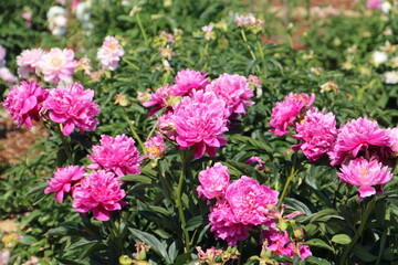 Fototapeta premium Garden of Peonies, Fort Edmonton Park, Edmonton, Alberta
