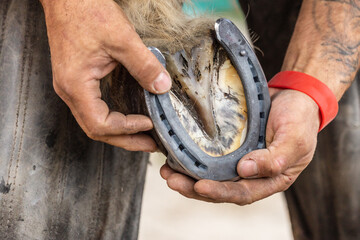A blacksmith at work: A farrier shoeing a horses hoof; horse shoeing proceeding