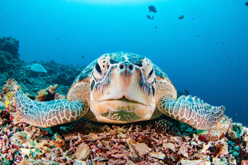 Green Sea Turtle close up over coral reef in blue sea Pacific Ocean Indonesia