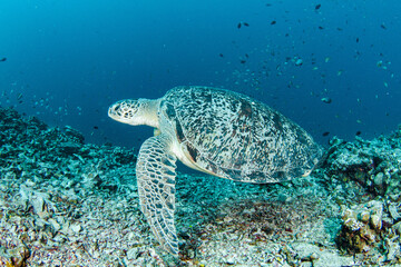 Giant  green turtle swimming along cross coral reef in Gili Island Lombok.