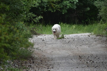 chien des Pyr&eacute;n&eacute;es