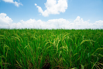 Obraz premium Close Up Yellow paddy fields in a rice field in a rural community in Thailand. The paddy fields are almost harvest time and there are beautiful skies all around.