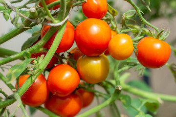 Ripe red tomatoes grow on a bush in a greenhouse.