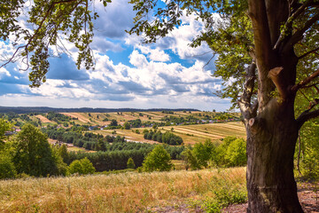 View on a traditional, polish village situated between hills in the summer. Fields overgrown with wheat and other grains in the time of harvest. Big, old tree in the foreground.