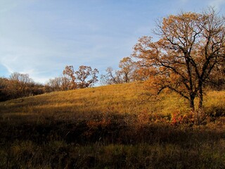 Woodland in fall