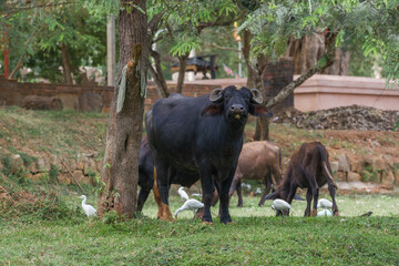 Indian buffalo with cows grazing in the old town. Anuradhapura, Sri Lanka