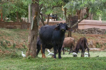 Poster Indian buffalo with cows grazing in the old town. Anuradhapura, Sri Lanka © sikaraha