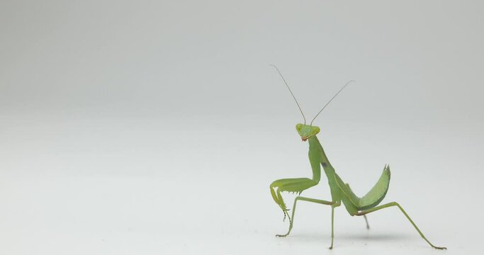 European praying mantis on a white background 60p 4k