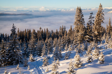 Frozen white snow-covered coniferous forest and clouds on the horizon