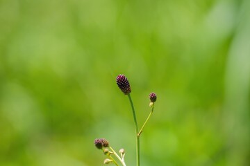 グリーンバックに咲くワレモコウ＠山梨