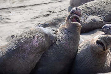 hippopotamus on the beach
