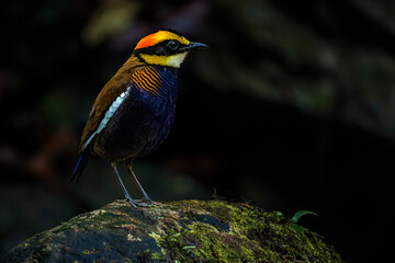 Malayan Banded Pitta Male On a rock with green moss, in the forest