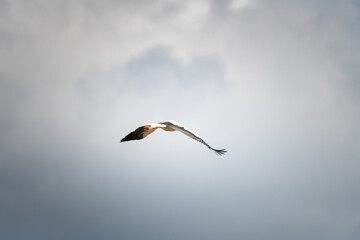 The stork flies beautifully high in the sky.