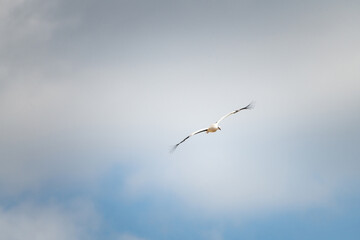 The stork flies beautifully high in the sky.