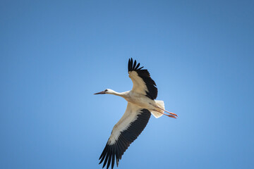 The stork flies beautifully high in the sky.