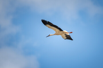 The stork flies beautifully high in the sky.
