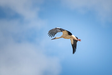Fototapeta na wymiar The stork flies beautifully high in the sky.