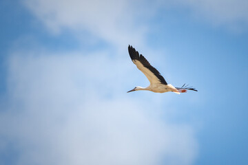 The stork flies beautifully high in the sky.