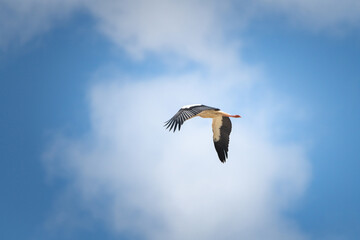 The stork flies beautifully high in the sky.