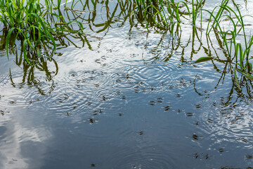Group of water striders on the surface of the water