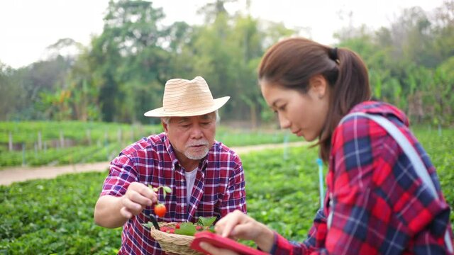 Asian woman and senior man farmer working strawberry farm together. Happy farm owner family using tablet inspect harvest ripe organic strawberry fruit. Agriculture business industry technology concept