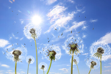 Beautiful puffy dandelions and flying seeds against blue sky on sunny day