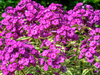 Obraz premium Closeup of flowers of Phlox paniculata Harlequin