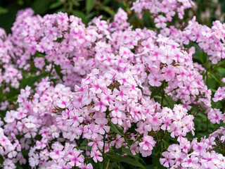 Closeup of flowers of Phlox paniculata Discovery