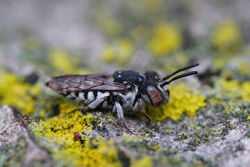 Detailed closeup on a female of the short sharptail bee , Coelioxys afra,  in the Gard , France