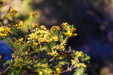 Close up of yellow native flower. Australian National Park Plants. No people, copy space