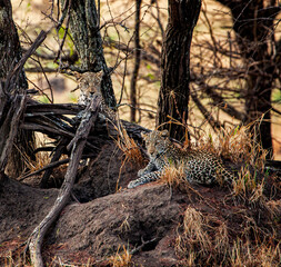 A leopard mother and cub resting in the shade near the Gruemit River in Tanzania, Africa.