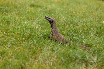 Komodo dragon observing surroundings in Komodo island