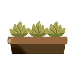 potted sprout plants
