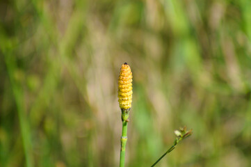Giant horsetail closeup view with selective focus on foreground