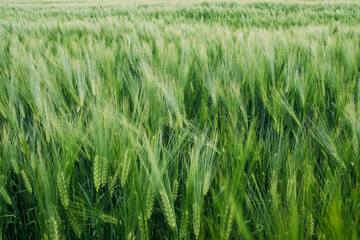 Young green spikelets of wheat close up