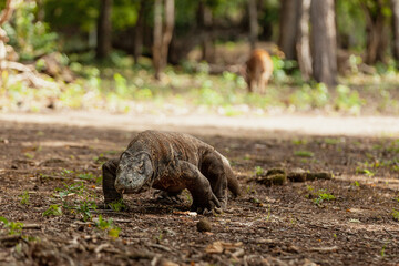 Komodo dragon walking with its forked tongue out
