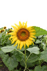 Obraz premium ひまわり畑